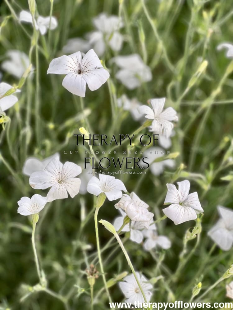 Agrostemma githago 'Bianca' – Corn Cockle Seeds – therapyofflowers.com