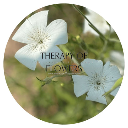 Agrostemma githago Bianca - therapyofflowers.comseeds