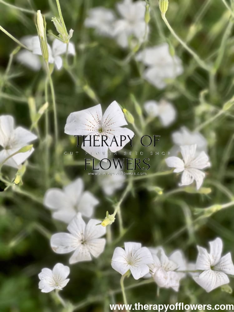 Agrostemma githago 'Bianca' – Corn Cockle Seeds – therapyofflowers.com