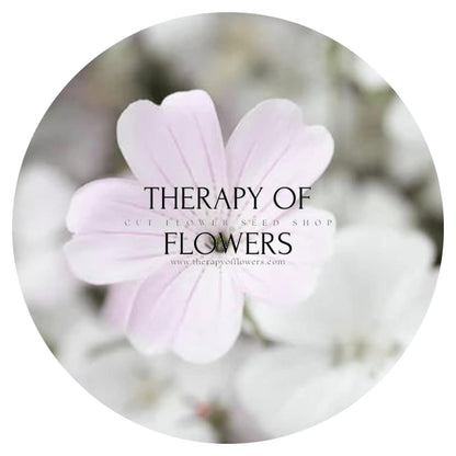 Agrostemma githago Light rose - therapyofflowers.comseeds