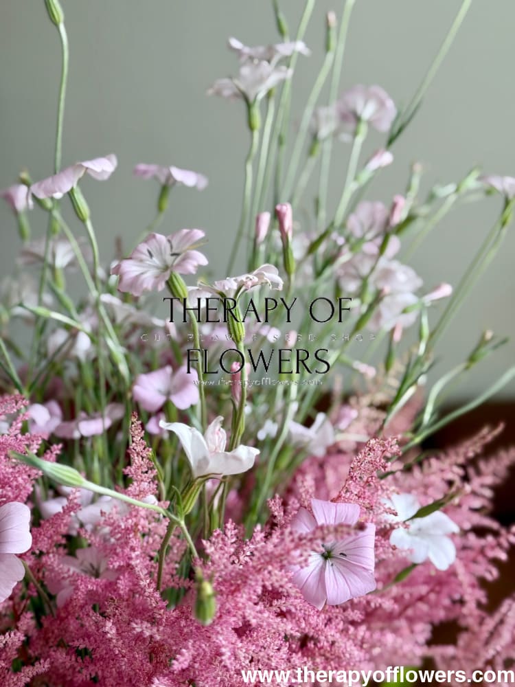 Agrostemma githago Light rose | Corn Cockle – therapyofflowers.com