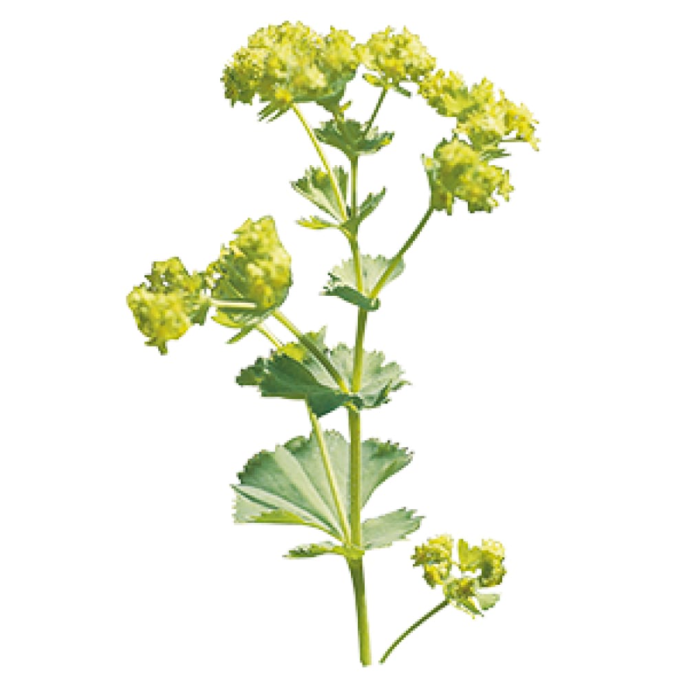 Alchemilla mollis Thriller® | Lady's-mantle therapyofflowers.com