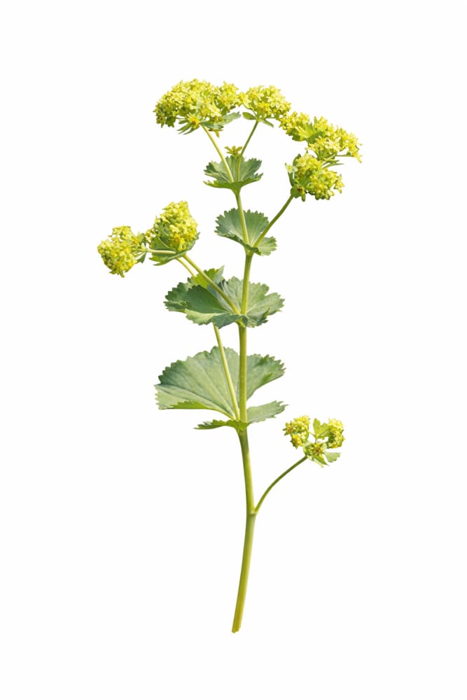 Alchemilla mollis Thriller® | Lady’s-mantle - 50 seeds / 30–45 cm / Greenish-yellow - Seeds