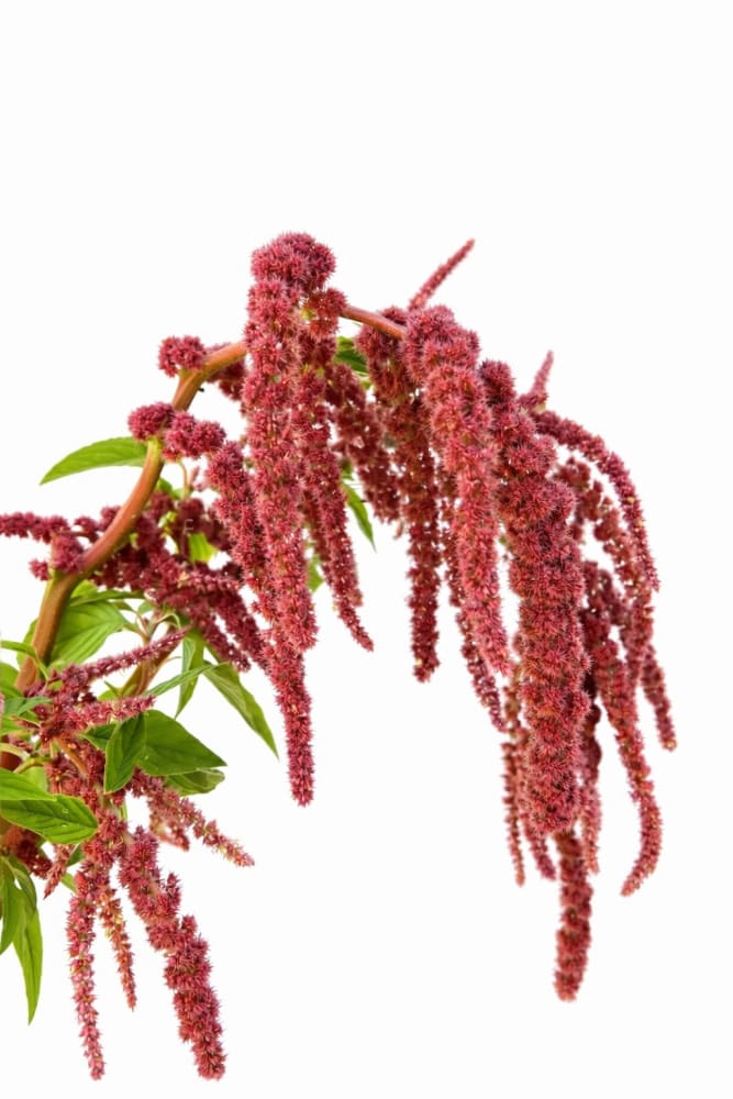 Amaranthus caudatus Coral Fountain - +\- 100 seeds / 80 cm - Seeds