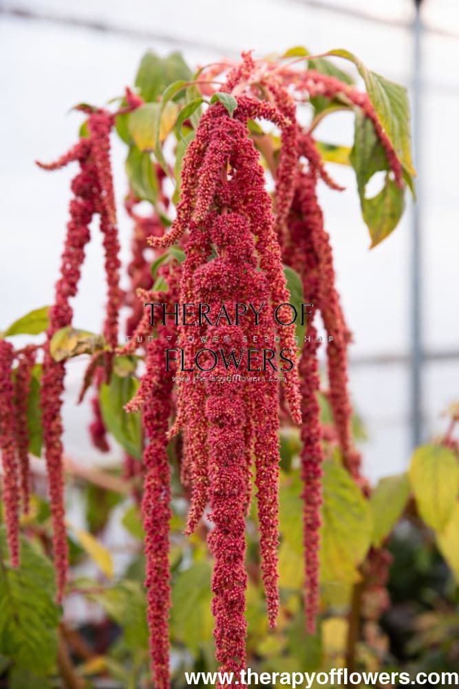 Amaranthus caudatus Coral Fountain - +\- 100 seeds / 80 cm - Seeds
