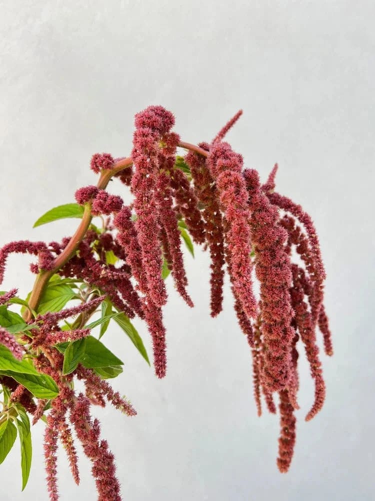 Amaranthus caudatus Coral Fountain therapyofflowers.com