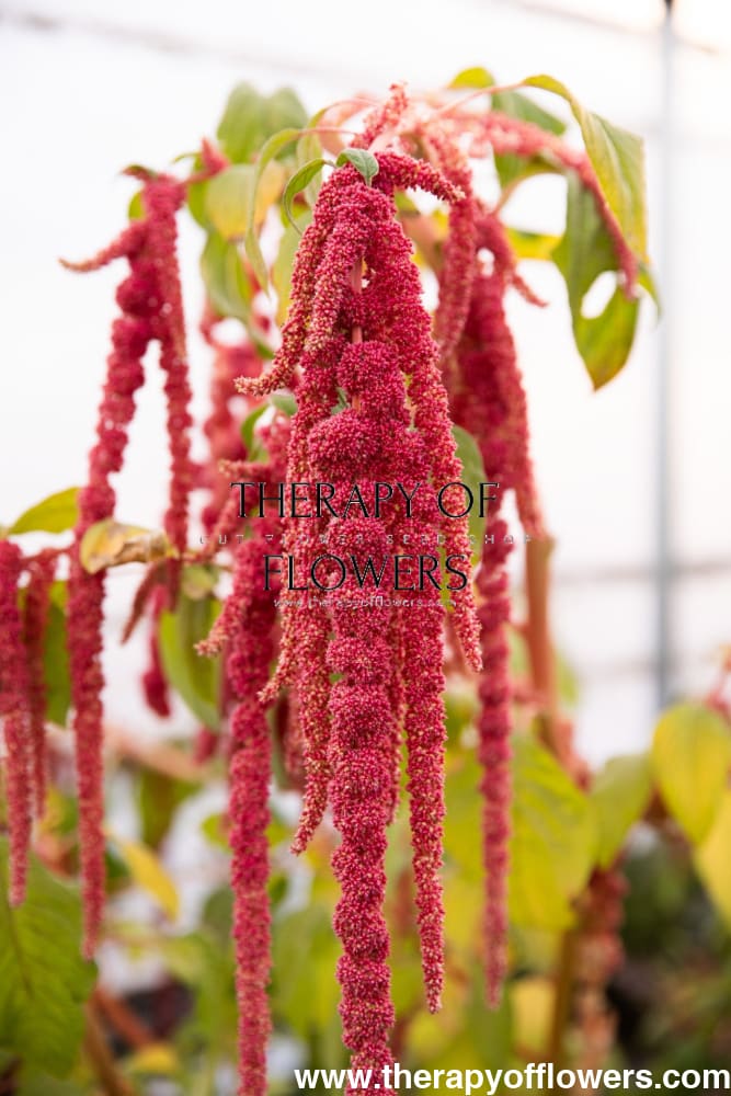 Amaranthus caudatus Coral Fountain - +\- 100 seeds / 80 cm - Seeds