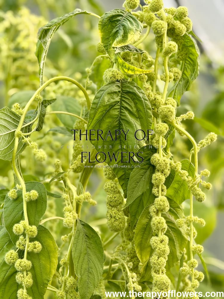 Amaranthus caudatus Green Pearls therapyofflowers.com