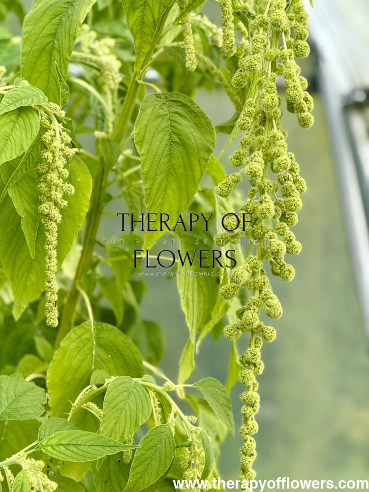 Amaranthus caudatus Green Pearls therapyofflowers.com