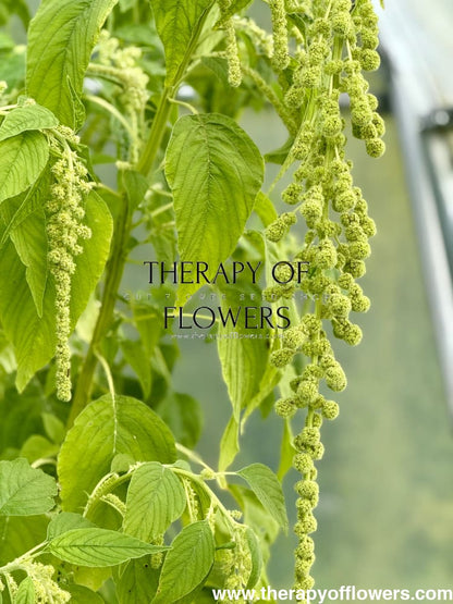 Amaranthus caudatus Green Pearls therapyofflowers.com