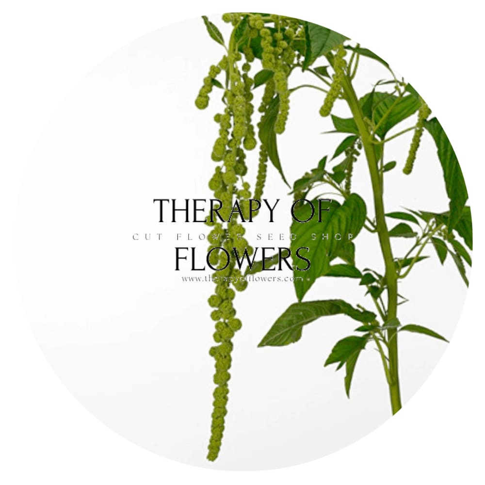Amaranthus caudatus Green Pearls - therapyofflowers.comSeeds