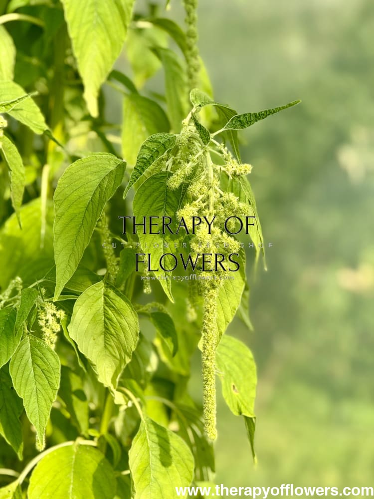 Amaranthus caudatus Green Pearls therapyofflowers.com