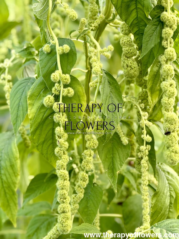 Amaranthus caudatus Green Pearls therapyofflowers.com