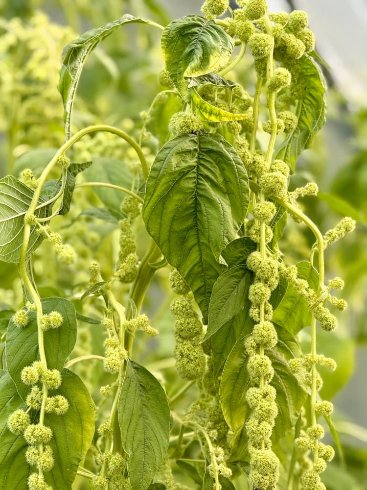 Amaranthus caudatus Green Pearls therapyofflowers.com