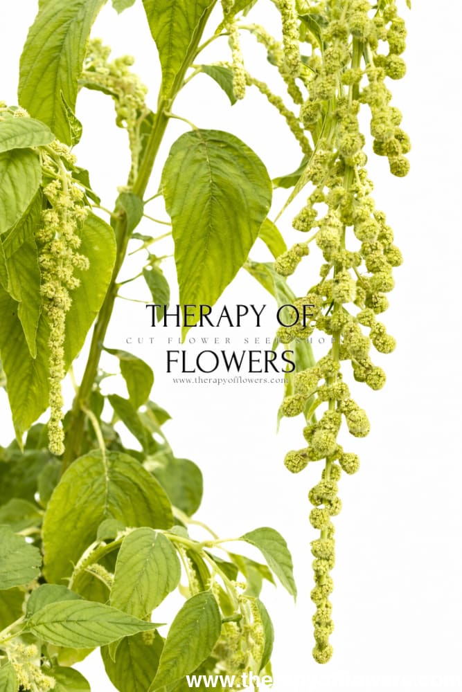 Amaranthus caudatus Green Pearls - 50 seeds / 120 cm - Seeds