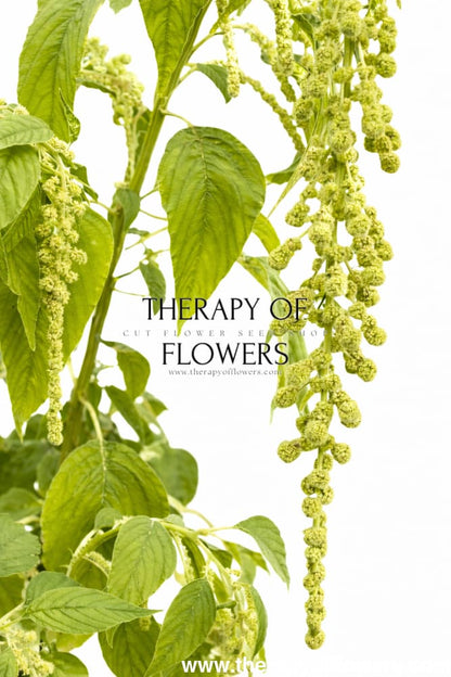 Amaranthus caudatus Green Pearls - 50 seeds / 120 cm - Seeds