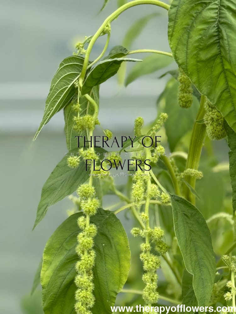 Amaranthus caudatus Green Pearls therapyofflowers.com