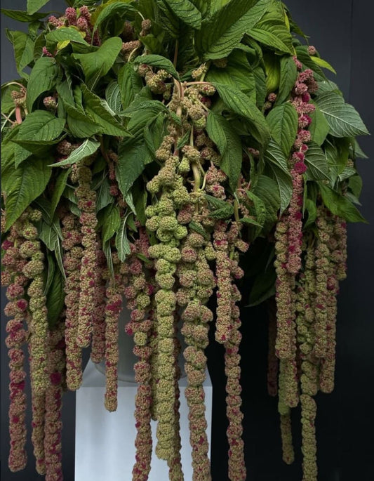 Amaranthus caudatus Mira therapyofflowers.com