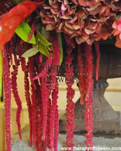 Amaranthus caudatus ‘Red’ | Love-Lies-Bleeding | Hanging Amaranth | Cut Flower Variety therapyofflowers.com