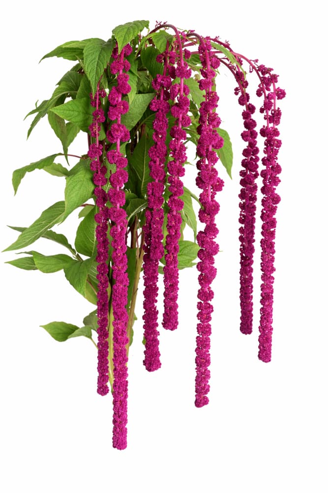 Amaranthus caudatus Pony Tails - 0.5 gram / 120 cm - Seeds