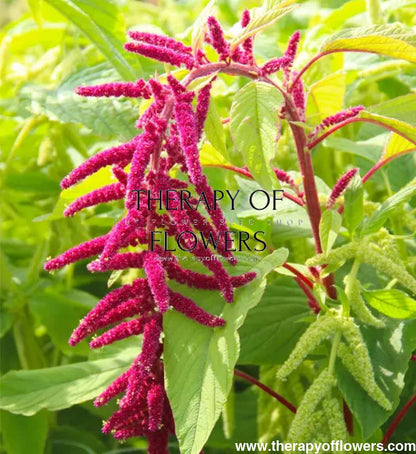 Amaranthus caudatus Red therapyofflowers.com
