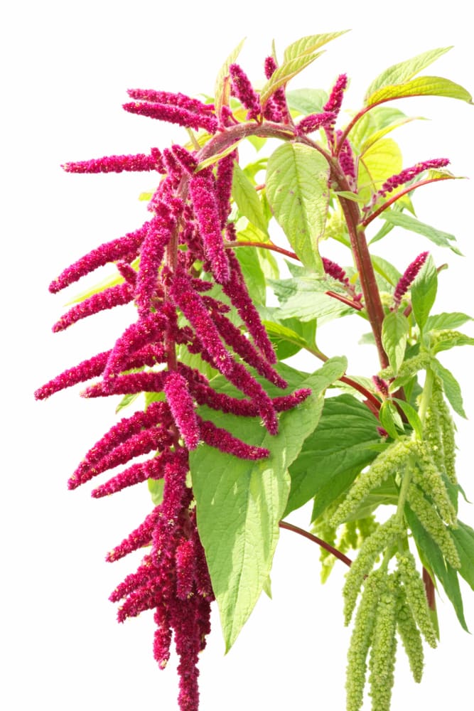 Amaranthus caudatus ‘Red’ | Love-Lies-Bleeding | Hanging Amaranth | Cut Flower Variety - Seeds