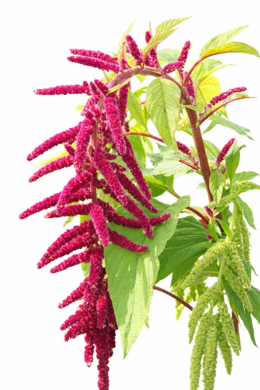 Amaranthus caudatus ‘Red’ | Love-Lies-Bleeding | Hanging Amaranth | Cut Flower Variety - Seeds