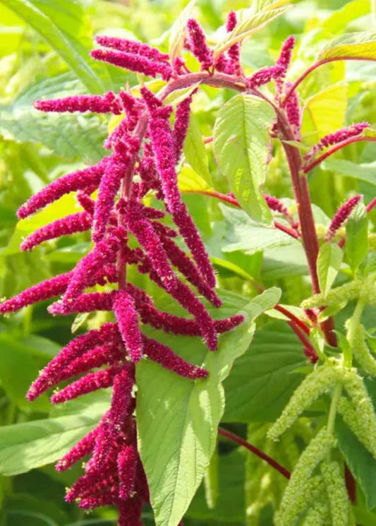 Amaranthus caudatus Red therapyofflowers.com