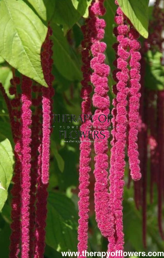 Amaranthus caudatus ‘Red’ | Love-Lies-Bleeding | Hanging Amaranth | Cut Flower Variety therapyofflowers.com