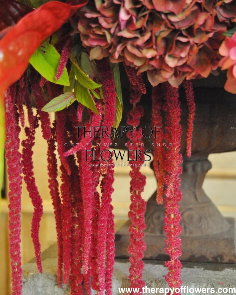 Amaranthus caudatus ‘Red’ | Love-Lies-Bleeding | Hanging Amaranth | Cut Flower Variety therapyofflowers.com