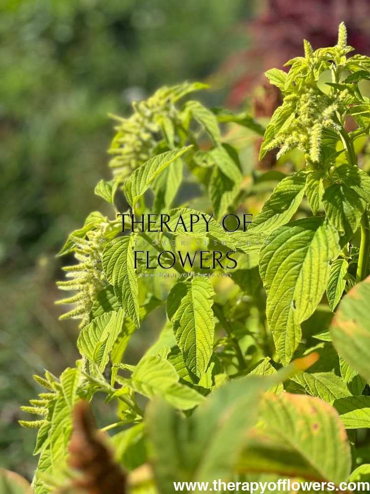 Amaranthus caudatus Viridis - therapyofflowers.comflowers