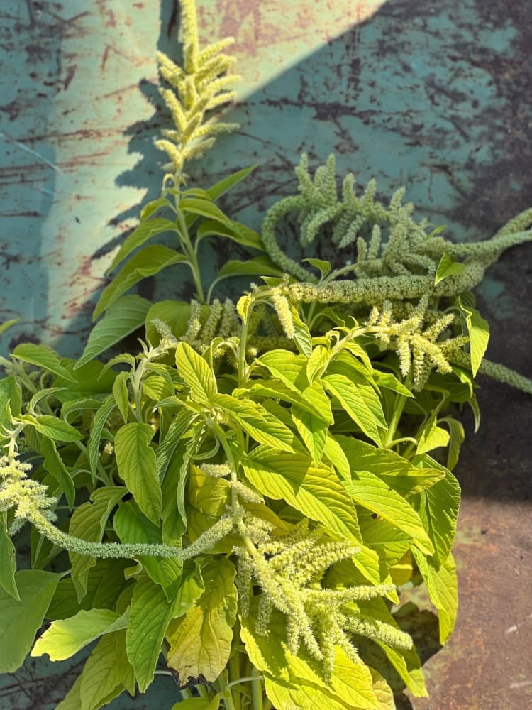 Amaranthus caudatus Viridis - therapyofflowers.comflowers