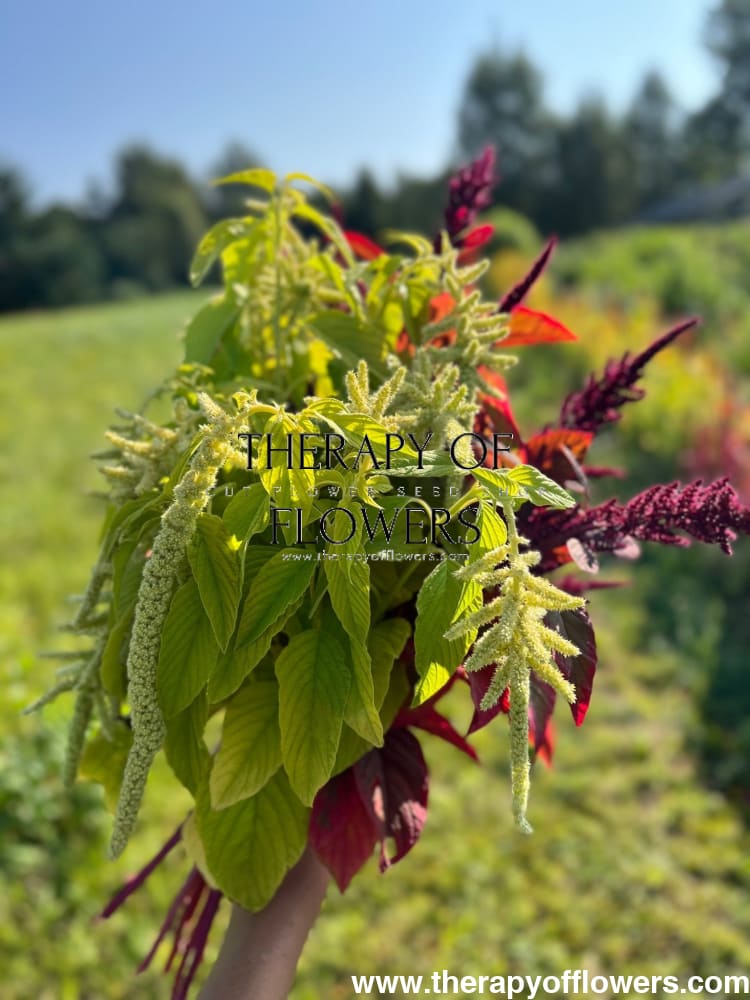 Amaranthus caudatus Viridis - therapyofflowers.comflowers