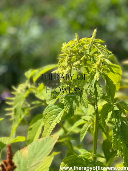 Amaranthus caudatus Viridis - therapyofflowers.comflowers
