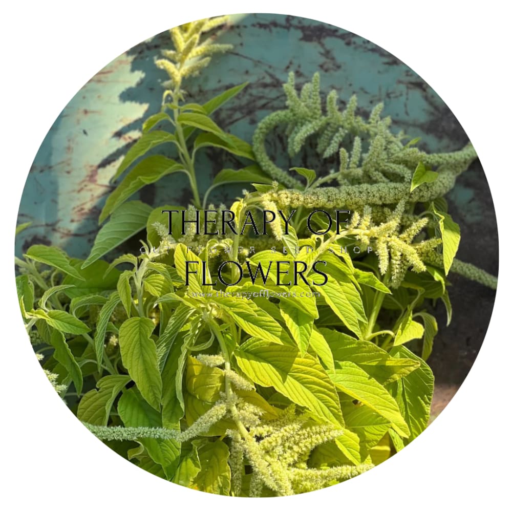 Amaranthus caudatus Viridis - 100 seeds / 120 cm - Seeds