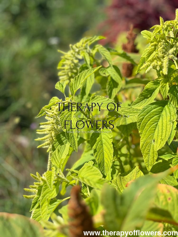 Amaranthus caudatus Viridis - therapyofflowers.comflowers