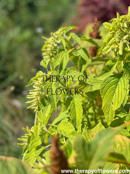 Amaranthus caudatus Viridis - therapyofflowers.comflowers