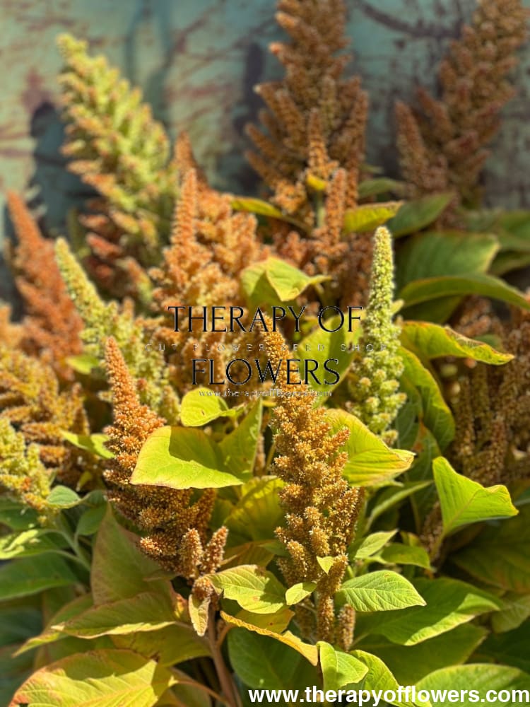 Amaranthus cruentus Autumn's touch - therapyofflowers.comflowers