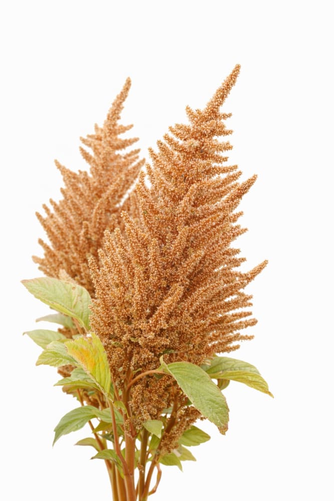 Amaranthus cruentus Hot Biscuits | Yellow-Brown - Seeds