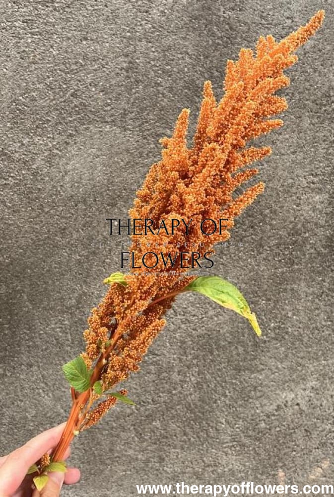 Amaranthus cruentus Hot Biscuits - therapyofflowers.comflowers