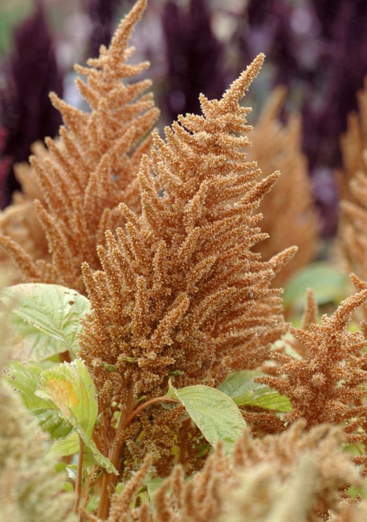 Amaranthus cruentus Hot Biscuits | Yellow-Brown therapyofflowers.com