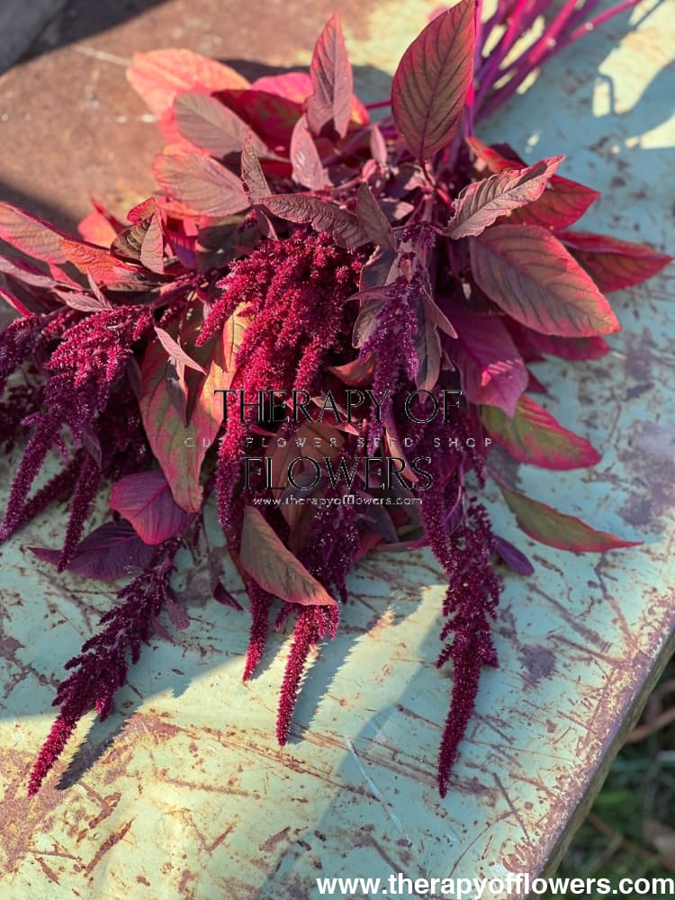Amaranthus cruentus Velvet Curtains - therapyofflowers.com