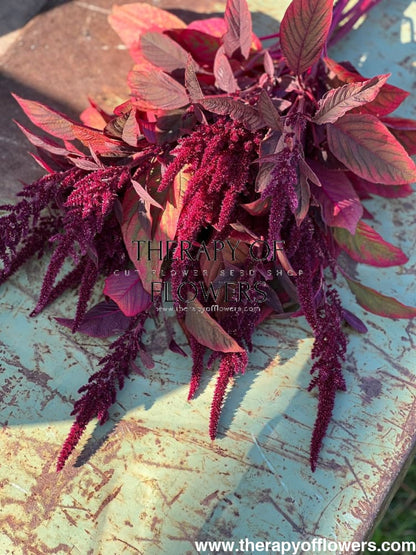 Amaranthus cruentus Velvet Curtains - therapyofflowers.com