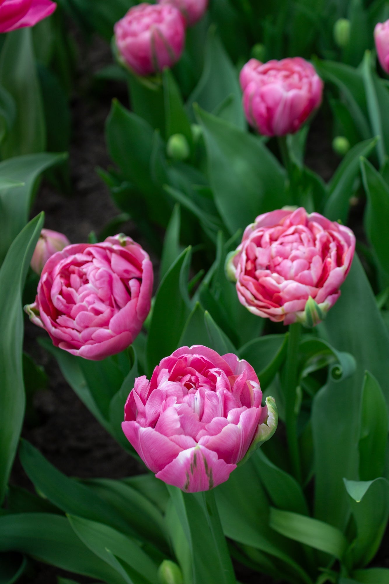 Tulip Amazing Grace | Double Early Peony Tulip therapyofflowers.com