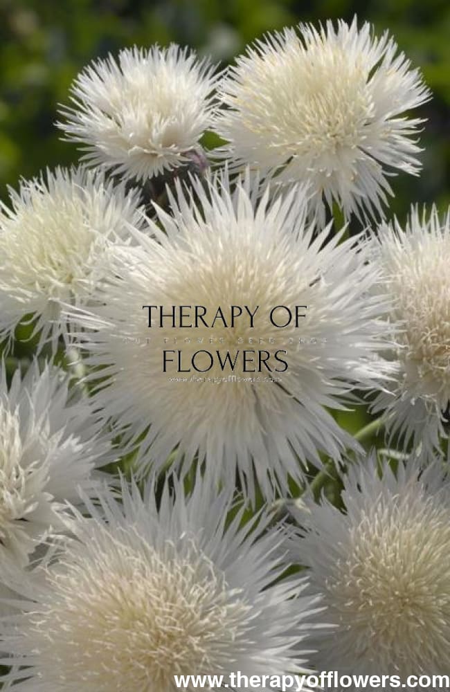 Centaurea moschata imperialis | Sweet Sultan THE BRIDE