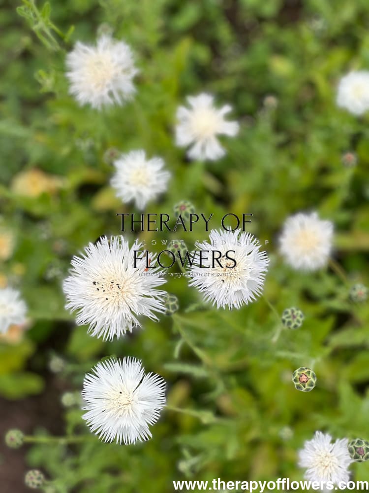 Centaurea moschata imperialis | Sweet Sultan THE BRIDE therapyofflowers.com