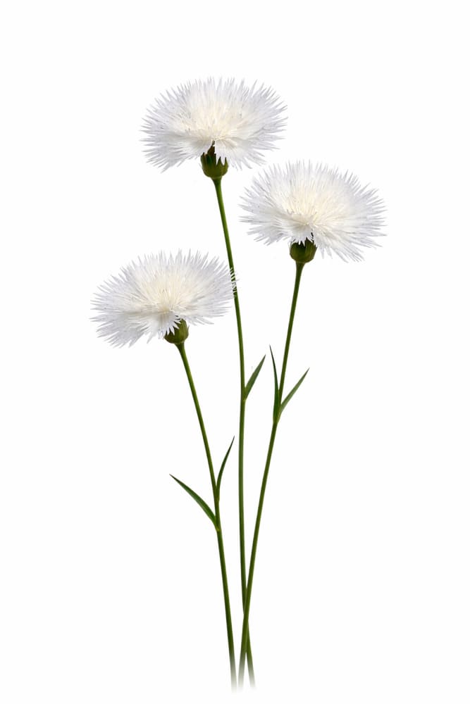 Amberboa moschata The Bride | Sweet Sultan therapyofflowers.com