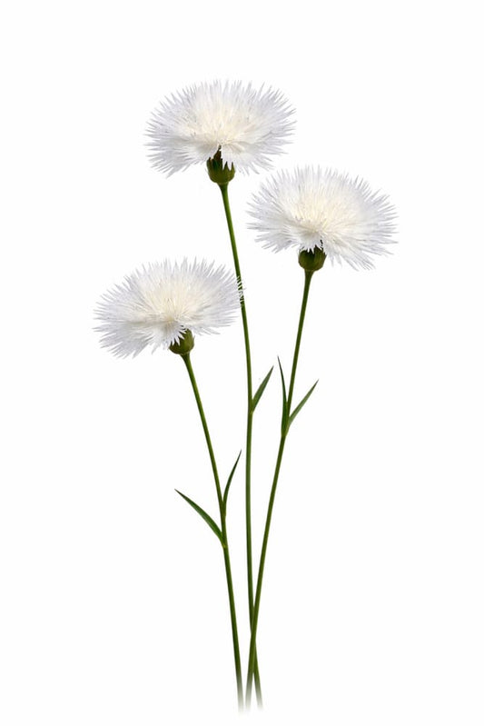 Amberboa moschata The Bride | Sweet Sultan therapyofflowers.com