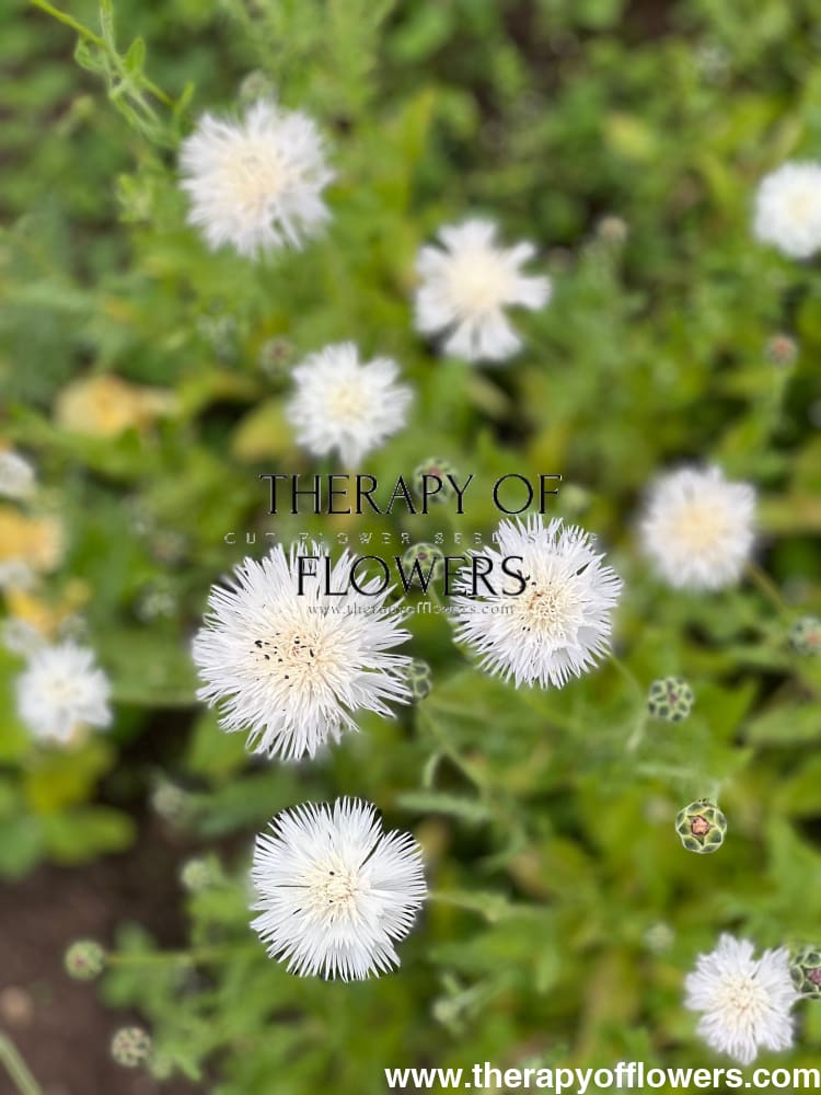 Centaurea moschata imperialis | Sweet Sultan THE BRIDE therapyofflowers.com