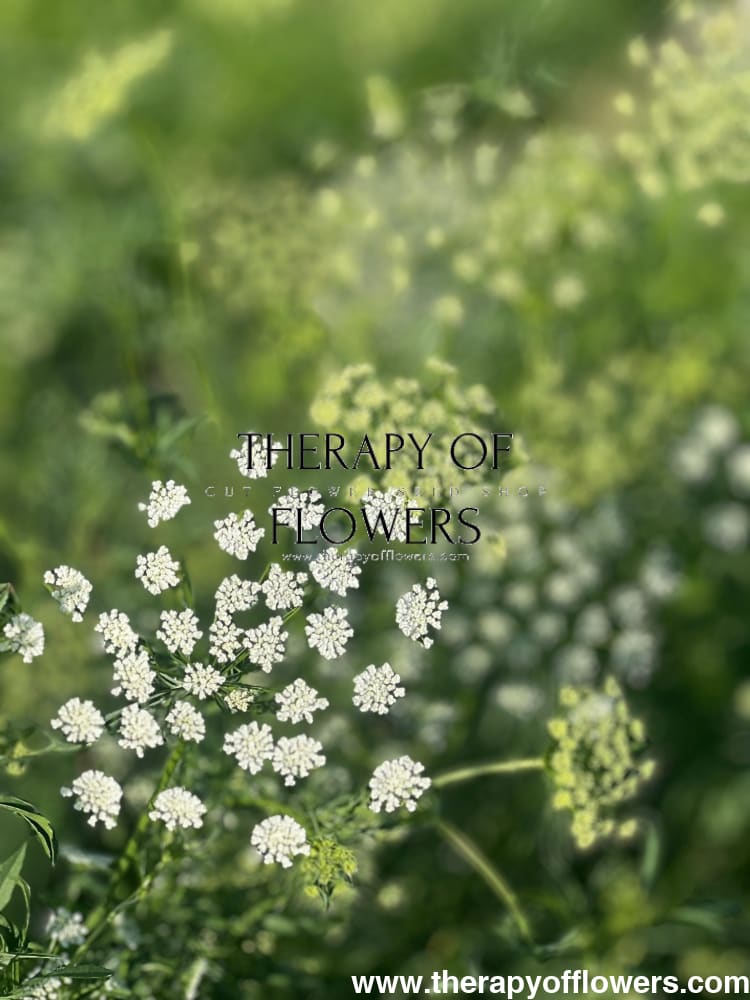 Ammi majus Queen of Africa - therapyofflowers.comflowers
